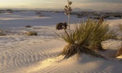 White Sands New Mexico